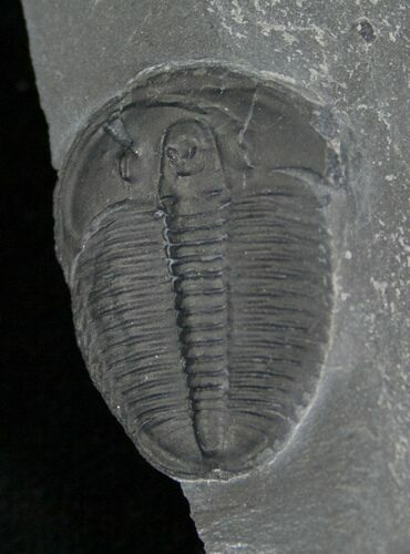 Elrathia Trilobite In Matrix - Utah #6720